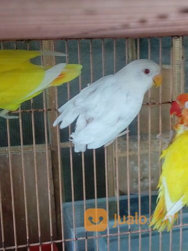 Lovebird Anakan