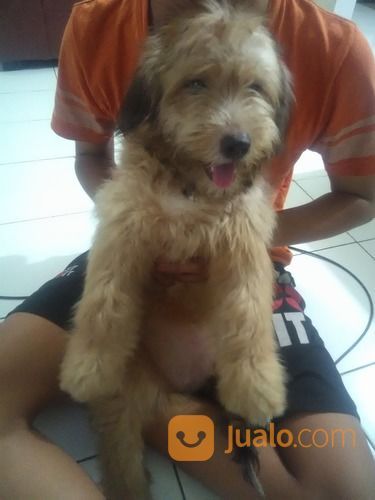 Anjing. Kecil Lucu