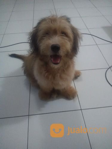 Anjing. Kecil Lucu