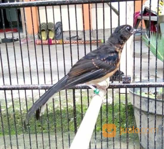 Anak Murai Batu Medan Super