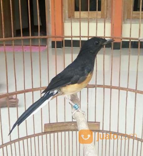 Anak Murai Batu Medan Super