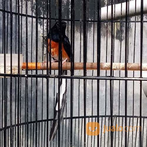 Murai Batu Medan Siap Tarung