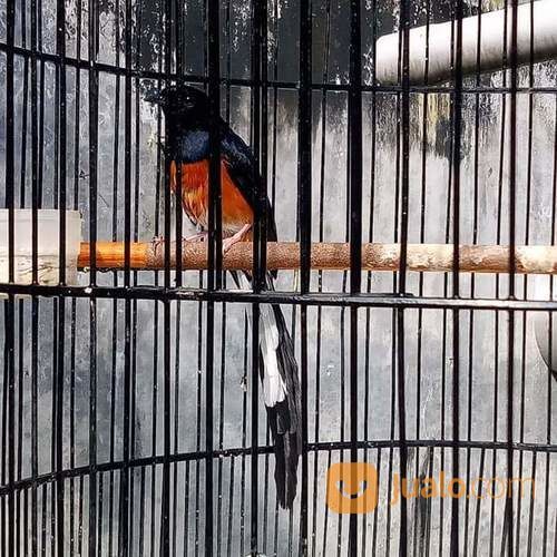 Murai Batu Medan Siap Tarung