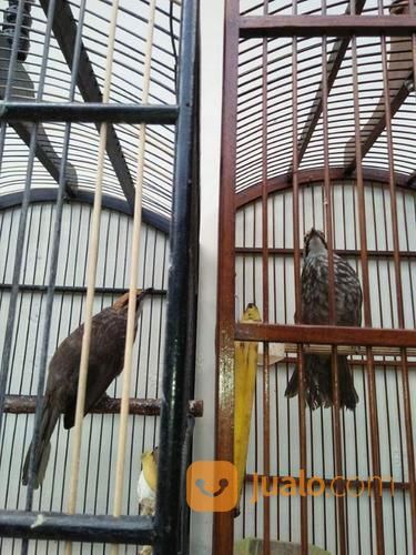 Cucak Rowo Asli Sumatra Suara Ropel Body Besar