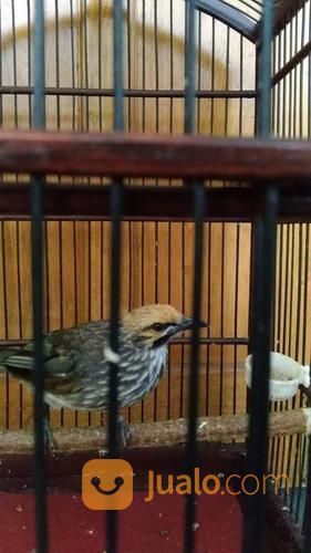 Cucak Rowo Asli Sumatra Suara Ropel Body Besar