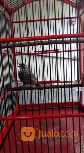 Cucak Rowo Sumatra Suara Merdu Body Besar