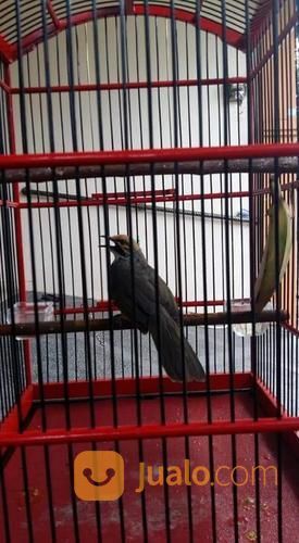 Cucak Rowo Sumatra Suara Merdu Body Besar