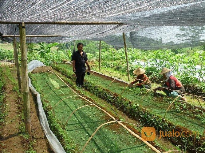 Agen Termurah Paranet Hitam