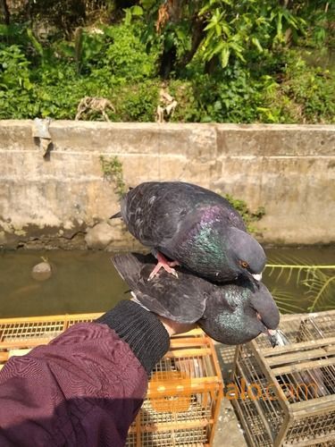 Burung Merpati Kolongan Siap Main