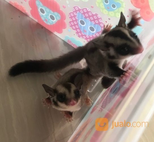 Sugar Glider Lucu Dan Sehat