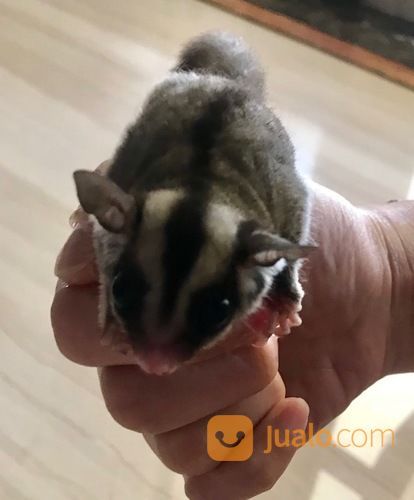 Sugar Glider Lucu Dan Sehat