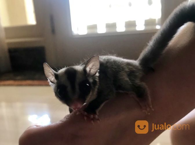 Sugar Glider Lucu Dan Sehat