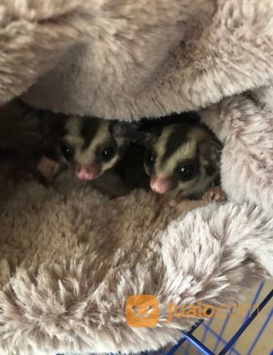 Sugar Glider Lucu Dan Sehat