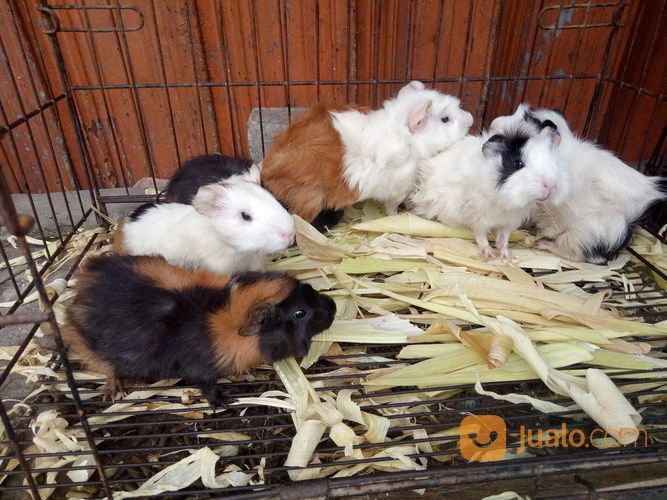 Marmut Hias Guine Pig