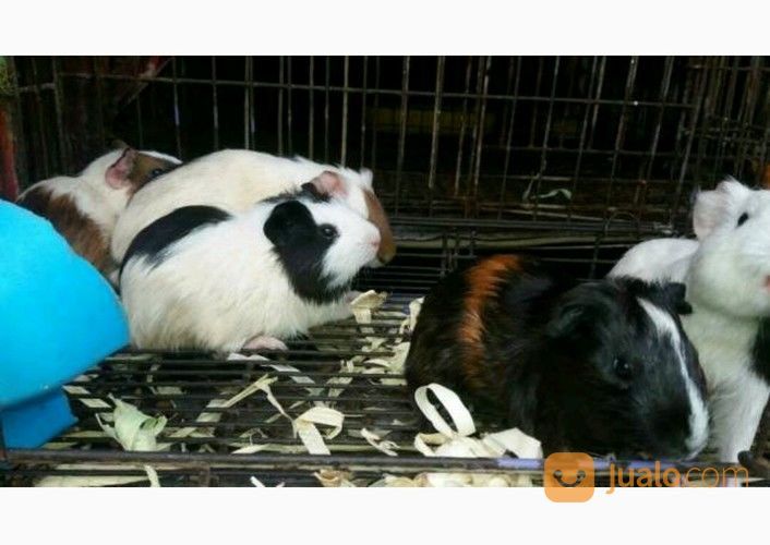 Marmut Hias Guine Pig