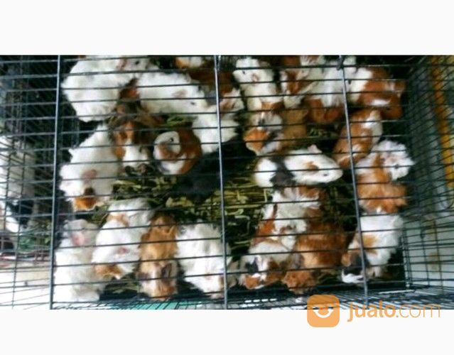 Marmut Hias Guine Pig