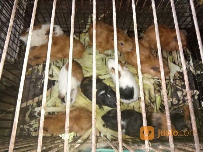 Marmut Hias Guine Pig