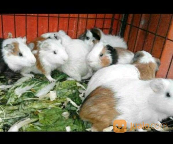 Marmut Hias Guine Pig