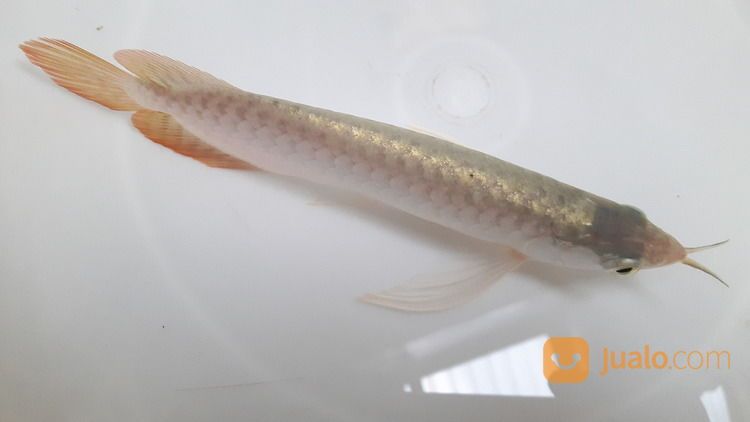 Arwana Arowana Naga Siluk Dragon Fish Pari Tawar Stingray Golden Pino Banjar Super Red