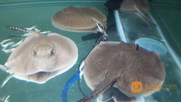 Arwana Arowana Naga Siluk Dragon Fish Pari Tawar Stingray Golden Pino Banjar Super Red