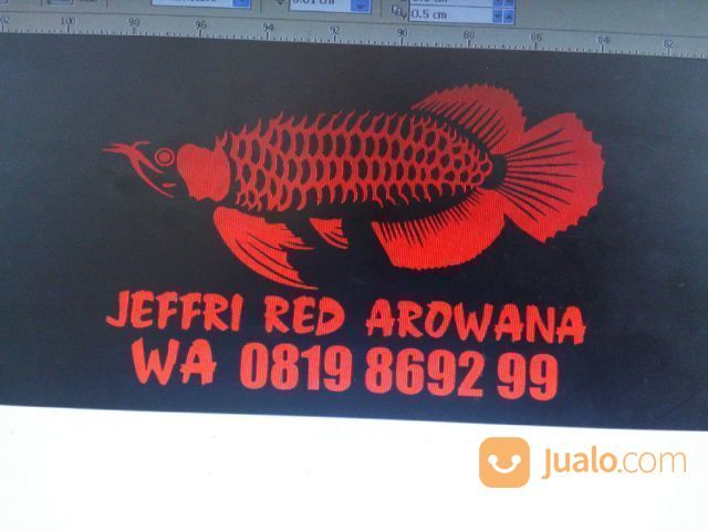 Arwana Arowana Naga Siluk Dragon Fish Pari Tawar Stingray Golden Pino Banjar Super Red