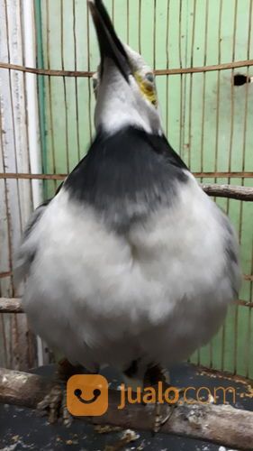 Burung Jalak Hongkong Gacor