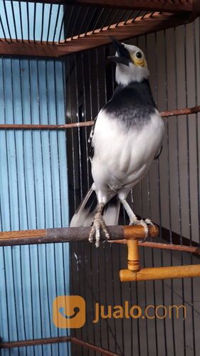 Burung Jalak Hongkong Gacor