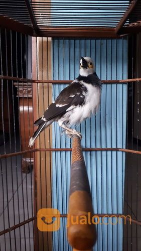 Burung Jalak Hongkong Gacor