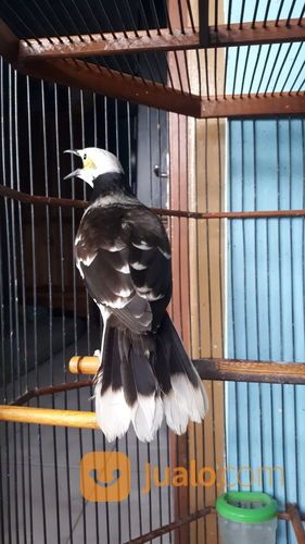 Burung Jalak Hongkong Gacor