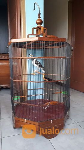 Burung Jalak Hongkong Gacor