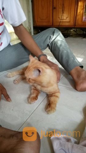 KUCING PERSIA JANTAN BONUS KANDANG