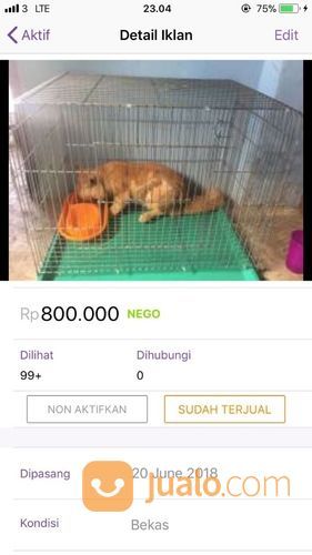 KUCING PERSIA JANTAN BONUS KANDANG