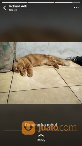 KUCING PERSIA JANTAN BONUS KANDANG