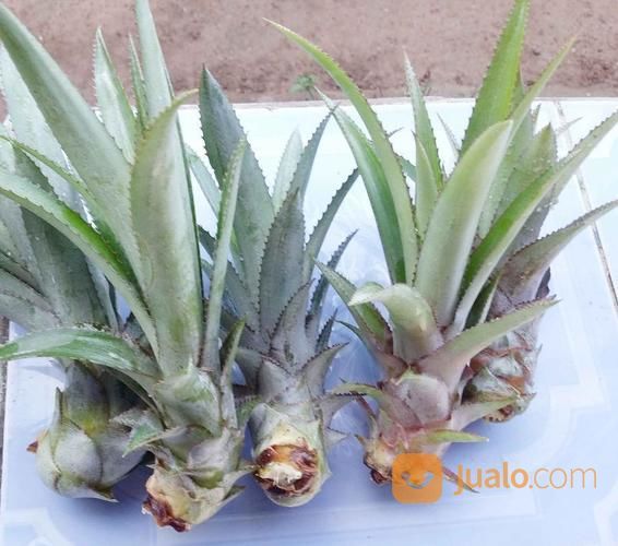 Bibit Nanas Madu Palembang