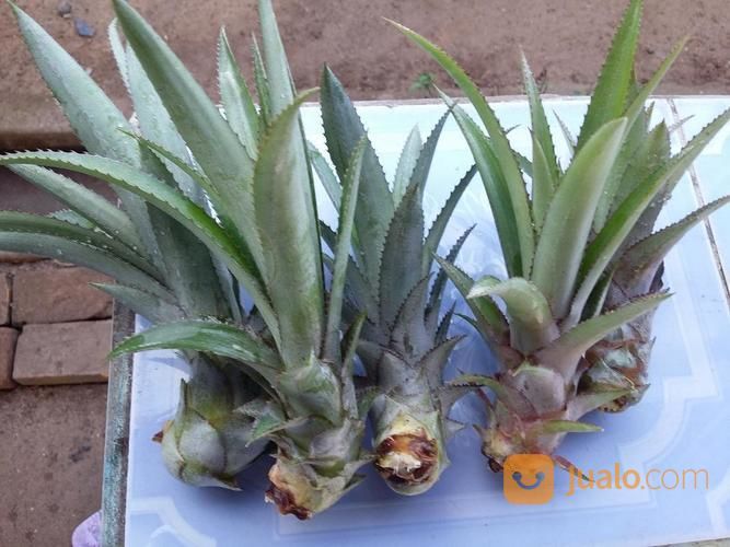 Bibit Nanas Madu Palembang