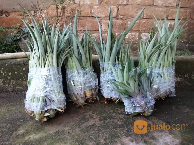 Bibit Nanas Madu Palembang