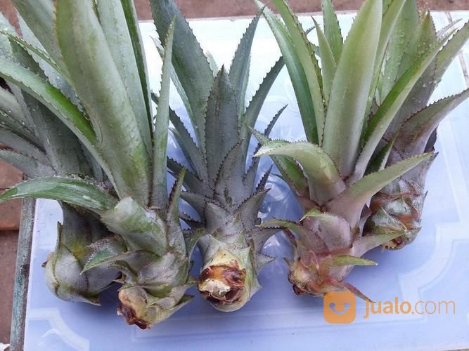 Bibit Nanas Madu Palembang