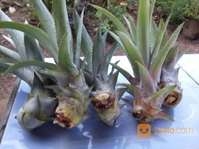 Bibit Nanas Madu Palembang
