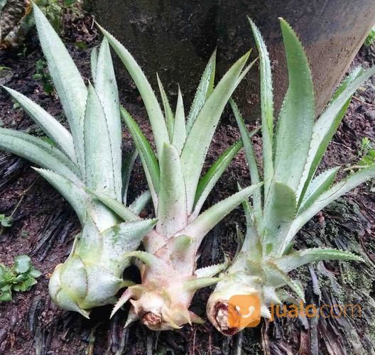 Bibit Nanas Madu Palembang