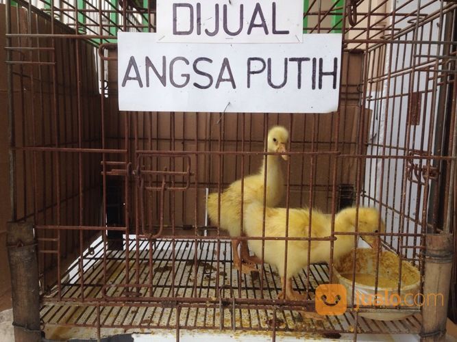 ANGSA PUTIH ANAKAN