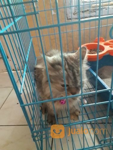 Open Adopt Kucing Mainecoon Mix Persia (Betina)