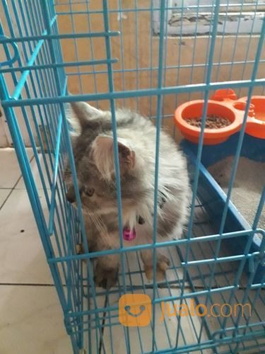 Open Adopt Kucing Mainecoon Mix Persia (Betina)