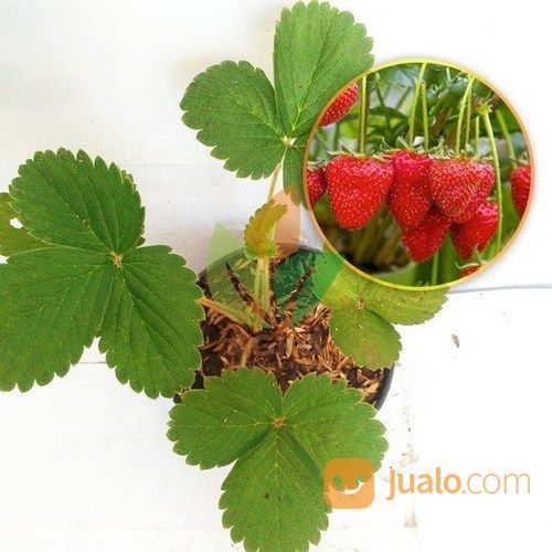 Bibit Strawberry