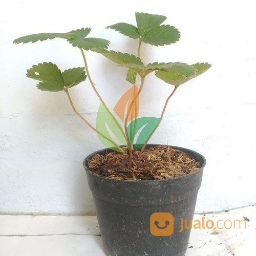 Bibit Strawberry