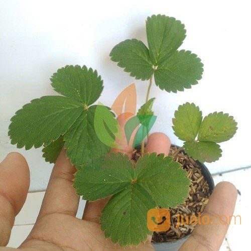 Bibit Strawberry