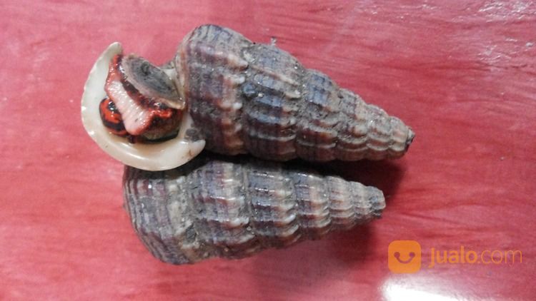 Siput Bakau ( Mangrove Snails)