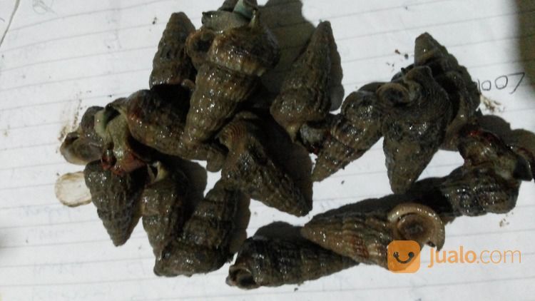 Siput Bakau ( Mangrove Snails)