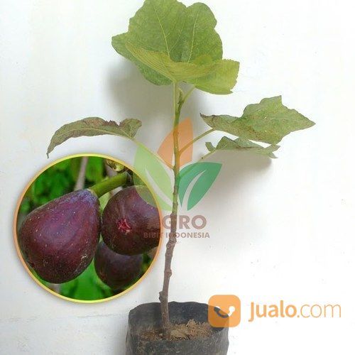 Buah Tin Purple Jordan