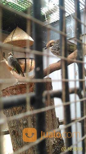 Sepasang Cucak Rowo Siap Telur