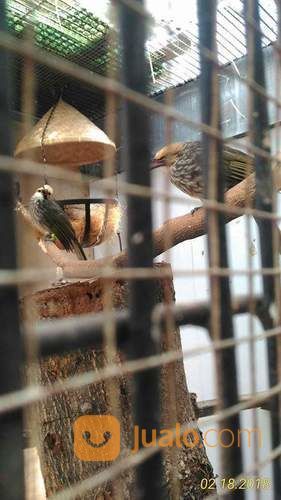 Sepasang Cucak Rowo Siap Telur